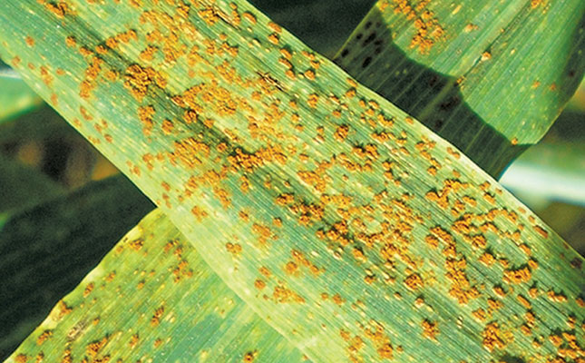 Wheat producers, treat fungicides with caution! Wheat producers, treat fungicides with caution!