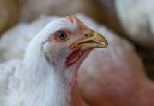 FairPlay calls for chicken imports from Brazil to be banned