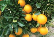 Seven more countries join the World Citrus Organisation