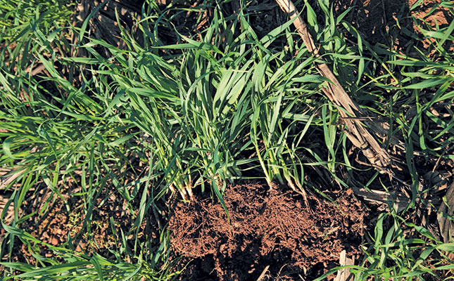 The role of conservation agriculture in reducing soil erosion The role of conservation agriculture in reducing soil erosion