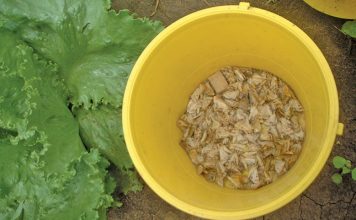 African Bollworm moths