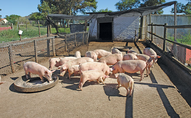 Online auction: game changer in South Africa’s pork market Online auction: game changer in South Africa’s pork market