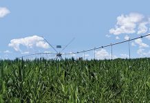 SA leads in sub-Saharan African food security index