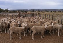 ‘Livestock producers must adapt to climate change’