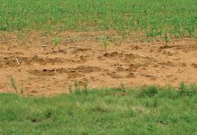 Farmers urged to scout for gerbils to prevent crop damage gerbil crop damage