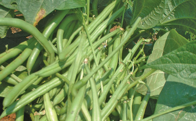 Planting and harvesting green beans Planting and harvesting green beans