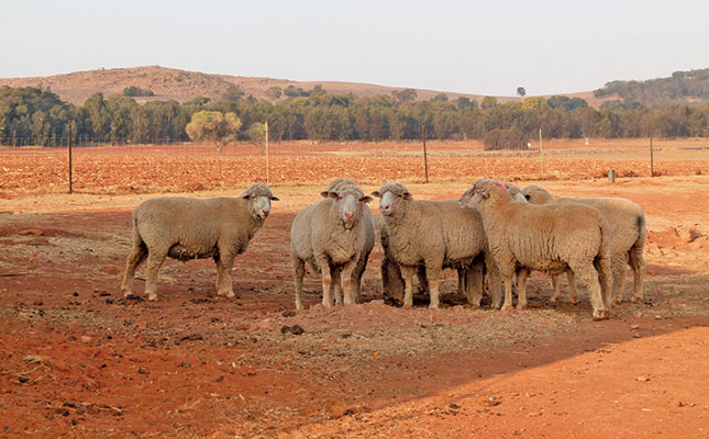 Learn about the SA Mutton Merino sheep breed Learn about the SA Mutton Merino sheep breed