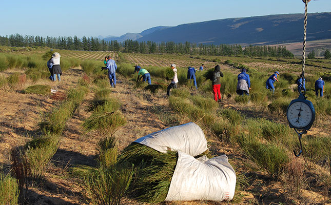 ‘SA consumers becoming better educated about rooibos health benefits’