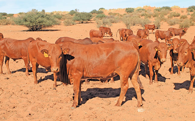 Afrikaner cattle thrive in Namibia’s arid regions Afrikaner cattle thrive in Namibia’s arid regions