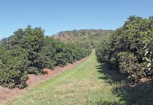 Macadamia and avocado theft costs industry millions