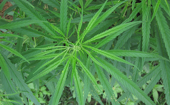 Cannabis production could outpace demand – new report Cannabis production could outpace demand – new report