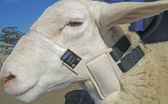 Karoo sheep farmer outwits predators with his nail collar Karoo sheep farmer outwits predators with his nail collar