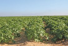 SA potato industry to have greater access to Mondial variety SA potato industry to have greater access to Mondial variety