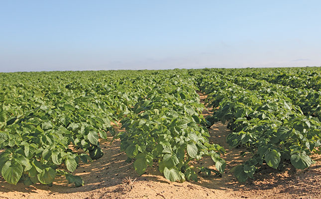 SA potato industry to have greater access to Mondial variety SA potato industry to have greater access to Mondial variety