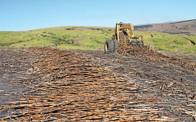 Earthworms to the rescue on degraded sugar cane land Earthworms to the rescue on degraded sugar cane land