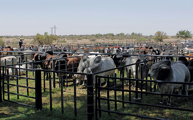 Lifting of national ban on auctions welcomed Lifting of national ban on auctions welcomed