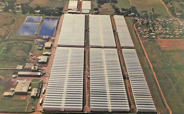 Auction of greenhouse facility in Carletonville Auction of greenhouse facility in Carletonville