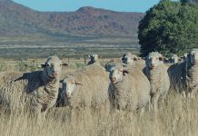 Coronavirus fallout for South Africa’s agriculture sector