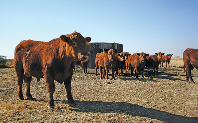 Free State breeders use strict selection to produce top bulls Free State breeders use strict selection to produce top bulls