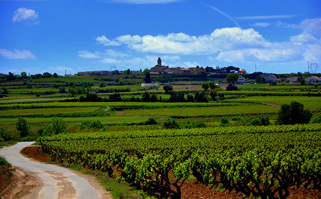 ‘Drought resulted in wine imports’ ‘Drought resulted in wine imports’