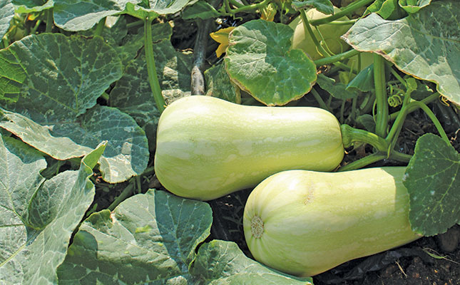 Butternuts: know your market and maintain quality Butternuts: know your market and maintain quality