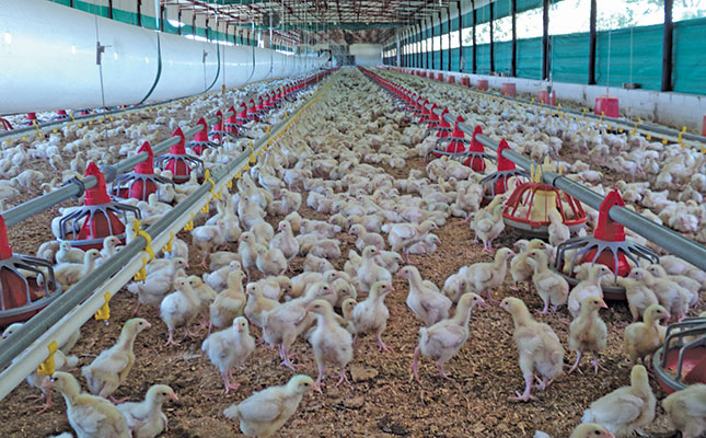 Advice on how to start a broiler business Advice on how to start a broiler business
