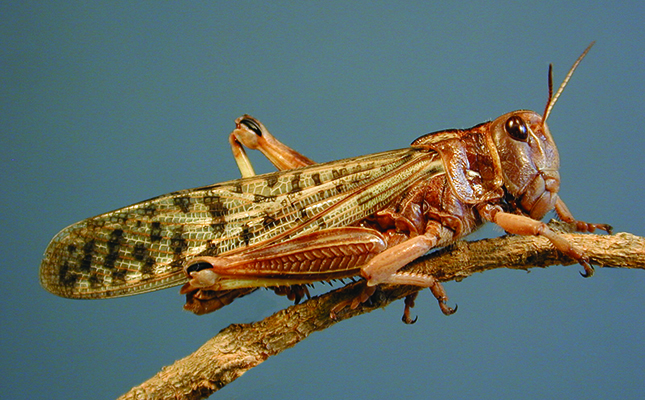 India reports crop damage as locust plague spreads to Asia India reports crop damage as locust plague spreads to Asia