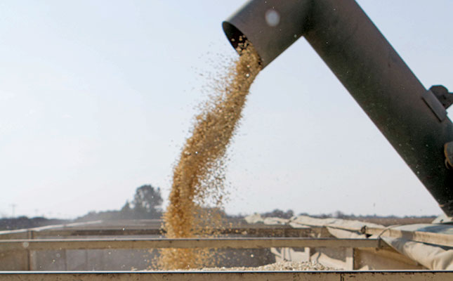 GM maize export potential as Zimbabwe lifts ban GM maize export potential as Zimbabwe lifts ban