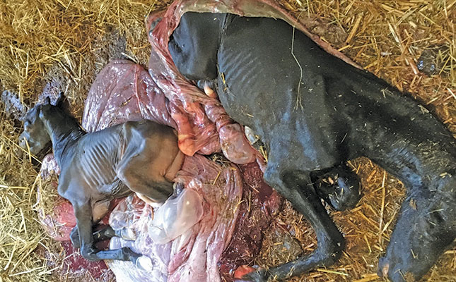 Twin foals are not a good idea! Twin foals are not a good idea!