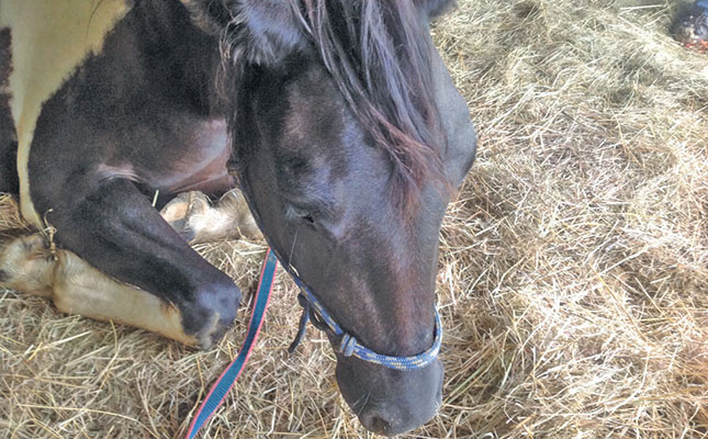 African Horse Sickness: the great vaccine debate African Horse Sickness: the great vaccine debate