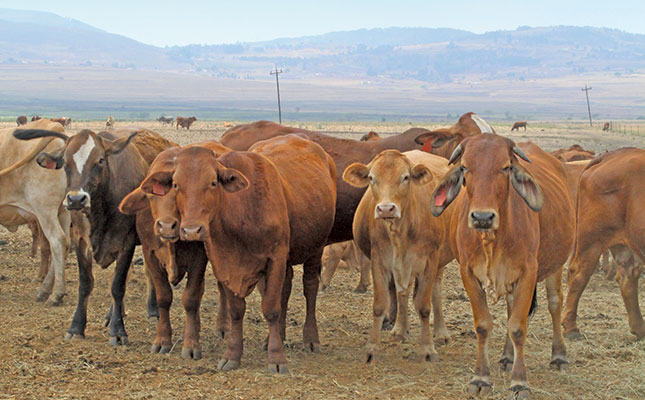 Strict selection: the key to award-winning Brahmans Strict selection: the key to award-winning Brahmans