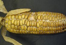 Farmers urged to scout for Diplodia maize rot Diplodia maize rot