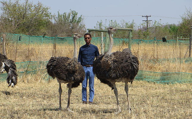 Growing pains of a young North West ostrich farmer Growing pains of a young North West ostrich farmer