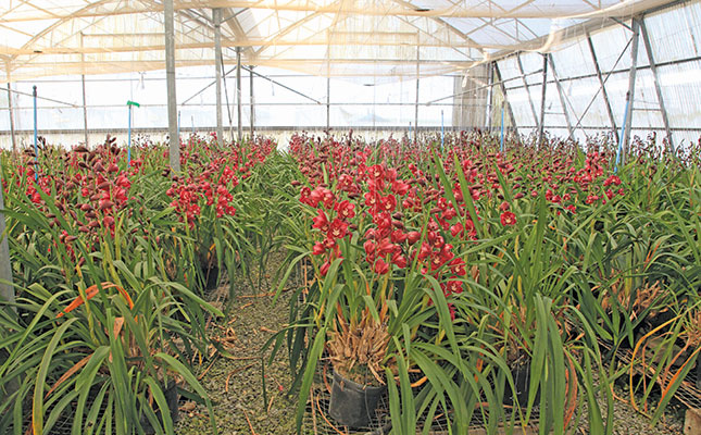 Inside SA’s biggest orchid business Inside SA’s biggest orchid business