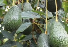 Restaurant demand for avos down, home consumption stable