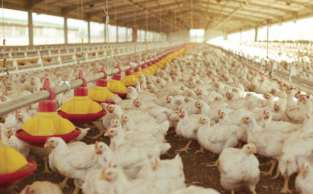 ‘Exchange rate rather than tariffs will affect chicken prices’ ‘Exchange rate rather than tariffs will affect chicken prices’