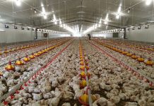 Chicken import tariff supporters take wait-and-see approach