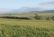 Land Claims Court comes down hard on state-paid lawyers