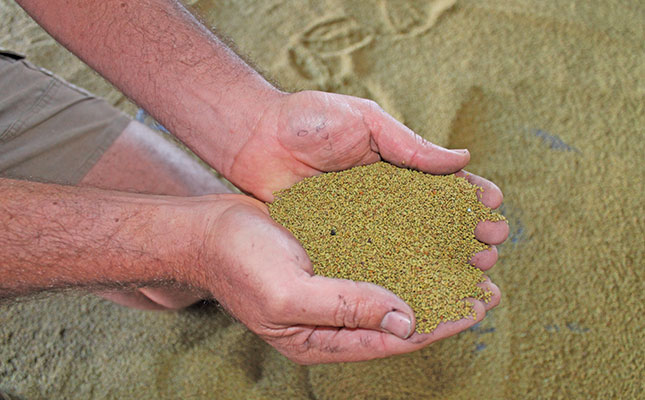 Investing in lucerne pays off for western Free State farmer Investing in lucerne pays off for western Free State farmer