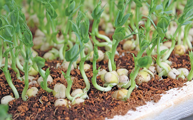 Microgreens: a tiny crop with big returns Microgreens: a tiny crop with big returns