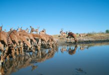 SA wildlife tourism hard-hit by coronavirus SA wildlife tourism hard-hit by coronavirus