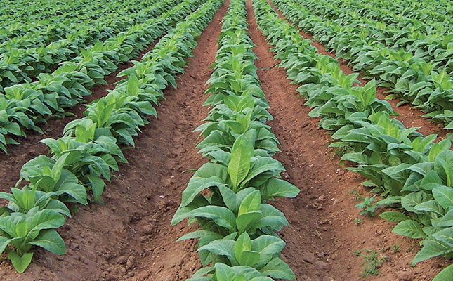 Zimbabwean tobacco auctions expected to be delayed Zimbabwean tobacco auctions expected to be delayed