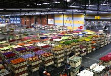 Coronavirus pandemic brings flower industry to a standstill