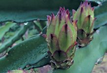 Research and marketing needed to boost dragon fruit production