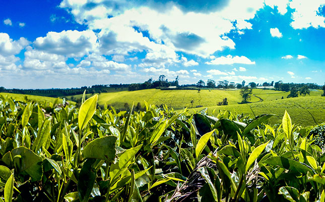 African farmers lose market access as COVID-19 crisis widens African farmers lose market access as COVID-19 crisis widens