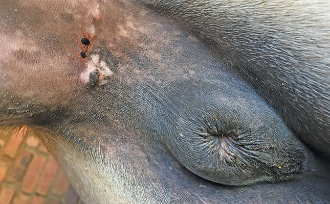 Be on the lookout for piroplasmosis! Be on the lookout for piroplasmosis!