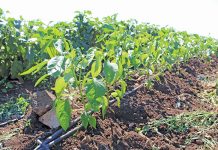 How to start a vegetable farm