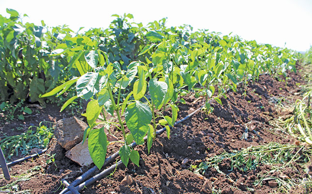 How to start a vegetable farm How to start a vegetable farm