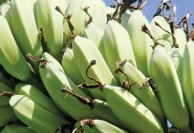 Minimal coronavirus impact for cross-border banana farmers