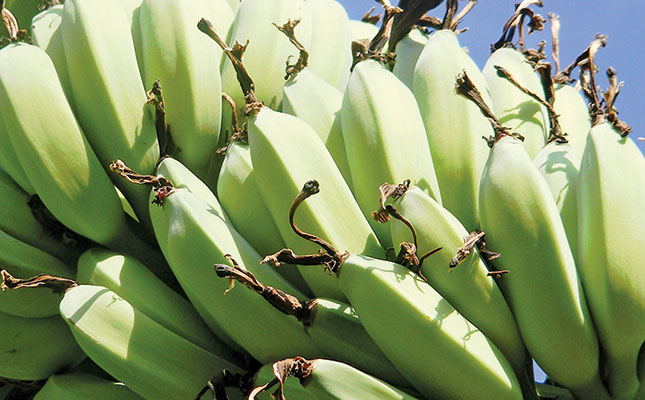 Minimal coronavirus impact for cross-border banana farmers Minimal coronavirus impact for cross-border banana farmers